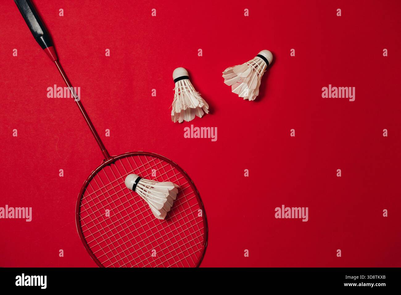 Badminton racket and shuttlecocks arranged on a bold red background Stock Photo