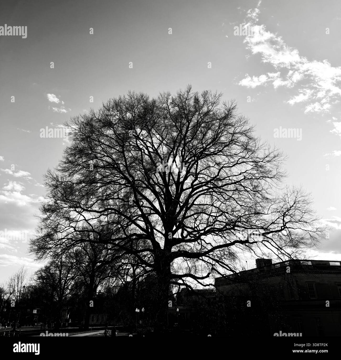 Tree in the winter - Smartphone Captured Stock Image