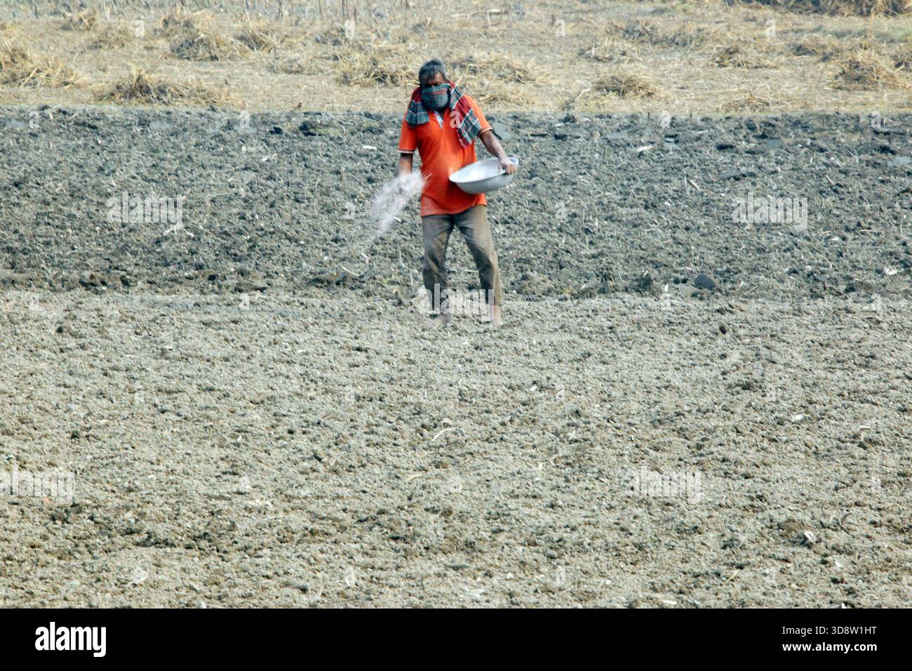 Dhaka, Munshigong, Bangladesh. 2nd Dec, 2025. 2 december 2025 Bangladesh:As winter approaches, farmers across the country have become busy preparing their fields for potato cultivation. They are carefully tilling the soil, burning the leftover straw and mixing the resulting ash into the land''”an age-old method of creating natural fertilizer.In many fields, potato planting has already begun. Farmers are hopeful that by next March the fields will be filled with the golden harvest of fresh potatoes.Last year, in 2024, farmers cultivated potatoes on 35,779 hectares of land. This year, in 2 Stock Photo