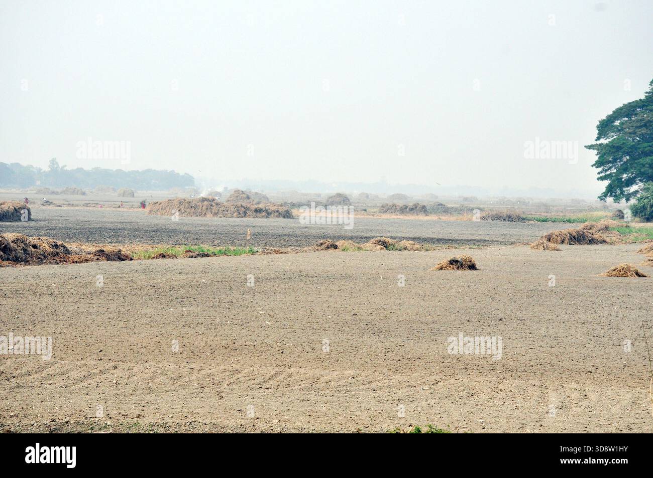 Dhaka, Munshigong, Bangladesh. 2nd Dec, 2025. 2 december 2025 Bangladesh:As winter approaches, farmers across the country have become busy preparing their fields for potato cultivation. They are carefully tilling the soil, burning the leftover straw and mixing the resulting ash into the land''”an age-old method of creating natural fertilizer.In many fields, potato planting has already begun. Farmers are hopeful that by next March the fields will be filled with the golden harvest of fresh potatoes.Last year, in 2024, farmers cultivated potatoes on 35,779 hectares of land. This year, in 2 Stock Photo