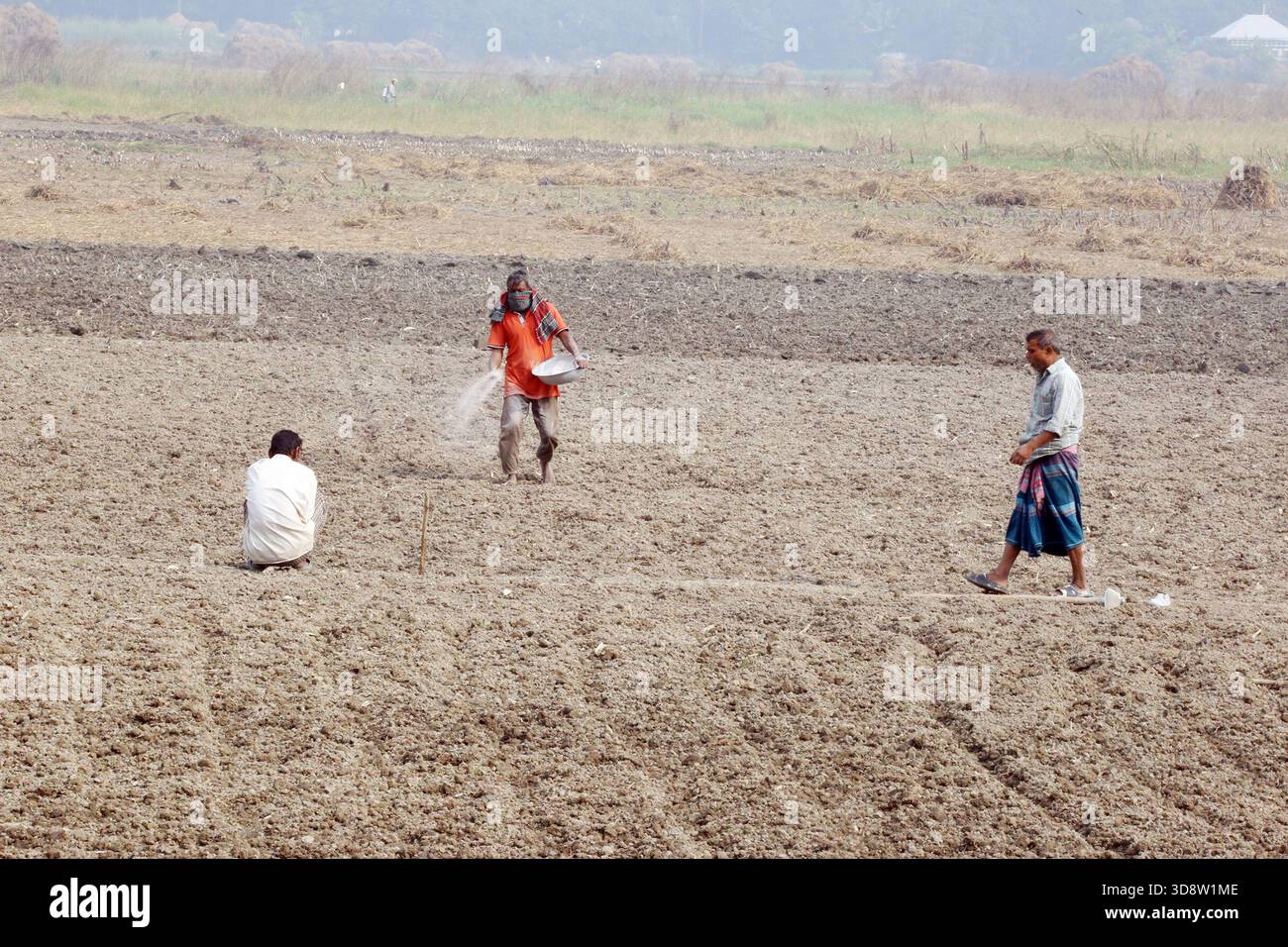 Dhaka, Munshigong, Bangladesh. 2nd Dec, 2025. 2 december 2025 Bangladesh:As winter approaches, farmers across the country have become busy preparing their fields for potato cultivation. They are carefully tilling the soil, burning the leftover straw and mixing the resulting ash into the land''”an age-old method of creating natural fertilizer.In many fields, potato planting has already begun. Farmers are hopeful that by next March the fields will be filled with the golden harvest of fresh potatoes.Last year, in 2024, farmers cultivated potatoes on 35,779 hectares of land. This year, in 2 Stock Photo