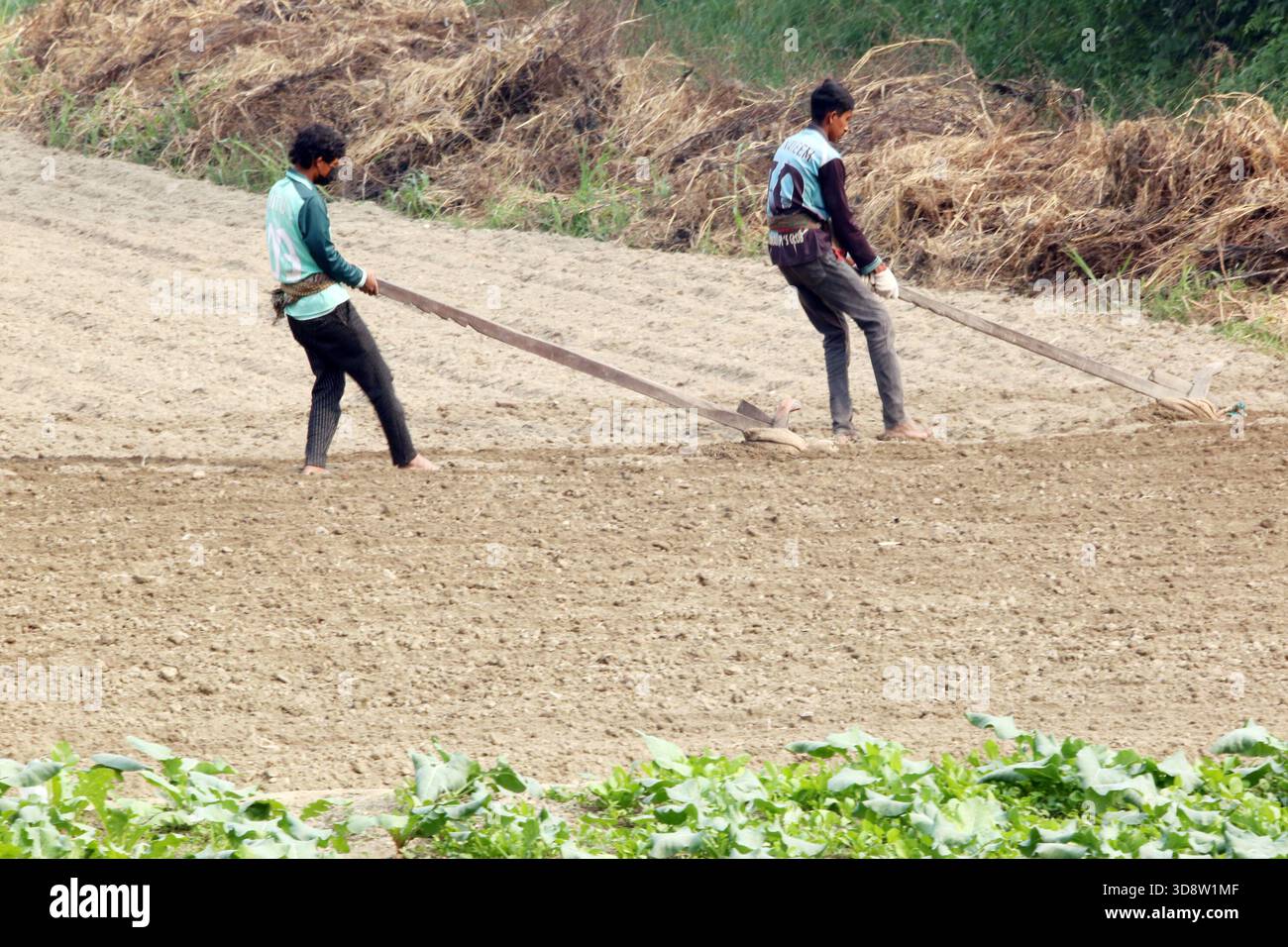 Dhaka, Munshigong, Bangladesh. 2nd Dec, 2025. 2 december 2025 Bangladesh:As winter approaches, farmers across the country have become busy preparing their fields for potato cultivation. They are carefully tilling the soil, burning the leftover straw and mixing the resulting ash into the land''”an age-old method of creating natural fertilizer.In many fields, potato planting has already begun. Farmers are hopeful that by next March the fields will be filled with the golden harvest of fresh potatoes.Last year, in 2024, farmers cultivated potatoes on 35,779 hectares of land. This year, in 2 Stock Photo
