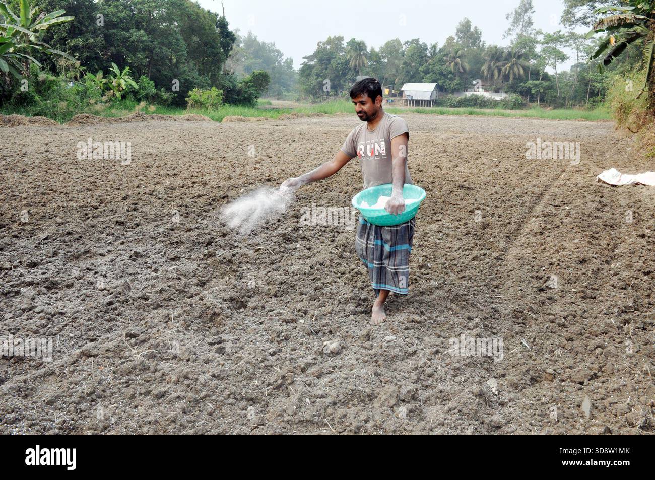 Dhaka, Munshigong, Bangladesh. 2nd Dec, 2025. 2 december 2025 Bangladesh:As winter approaches, farmers across the country have become busy preparing their fields for potato cultivation. They are carefully tilling the soil, burning the leftover straw and mixing the resulting ash into the land''”an age-old method of creating natural fertilizer.In many fields, potato planting has already begun. Farmers are hopeful that by next March the fields will be filled with the golden harvest of fresh potatoes.Last year, in 2024, farmers cultivated potatoes on 35,779 hectares of land. This year, in 2 Stock Photo