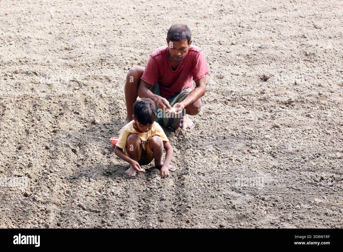 Dhaka, Munshigong, Bangladesh. 2nd Dec, 2025. 2 december 2025 Bangladesh:As winter approaches, farmers across the country have become busy preparing their fields for potato cultivation. They are carefully tilling the soil, burning the leftover straw and mixing the resulting ash into the land''”an age-old method of creating natural fertilizer.In many fields, potato planting has already begun. Farmers are hopeful that by next March the fields will be filled with the golden harvest of fresh potatoes.Last year, in 2024, farmers cultivated potatoes on 35,779 hectares of land. This year, in 2 Stock Photo