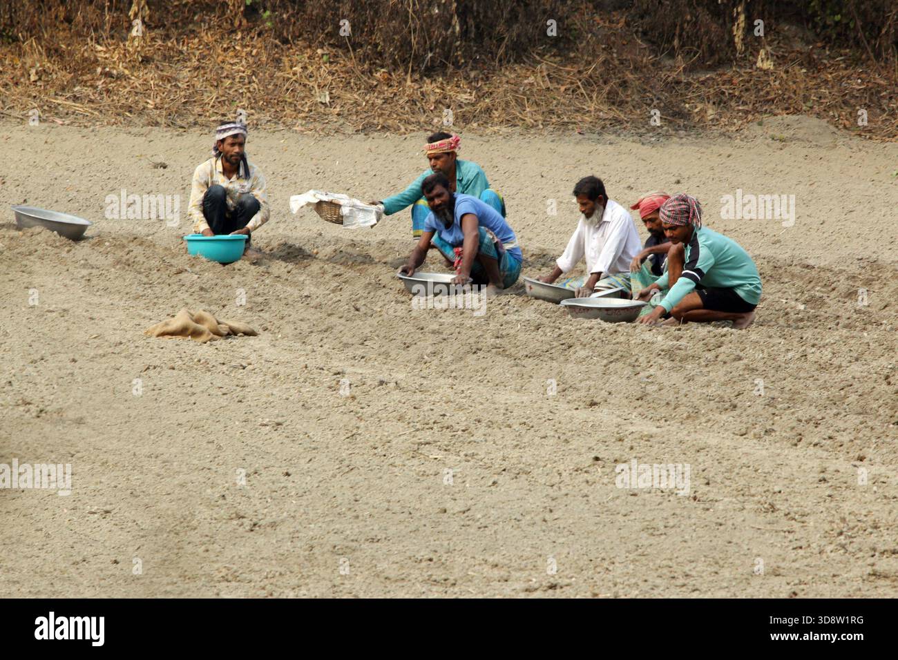 Dhaka, Munshigong, Bangladesh. 2nd Dec, 2025. 2 december 2025 Bangladesh:As winter approaches, farmers across the country have become busy preparing their fields for potato cultivation. They are carefully tilling the soil, burning the leftover straw and mixing the resulting ash into the land''”an age-old method of creating natural fertilizer.In many fields, potato planting has already begun. Farmers are hopeful that by next March the fields will be filled with the golden harvest of fresh potatoes.Last year, in 2024, farmers cultivated potatoes on 35,779 hectares of land. This year, in 2 Stock Photo