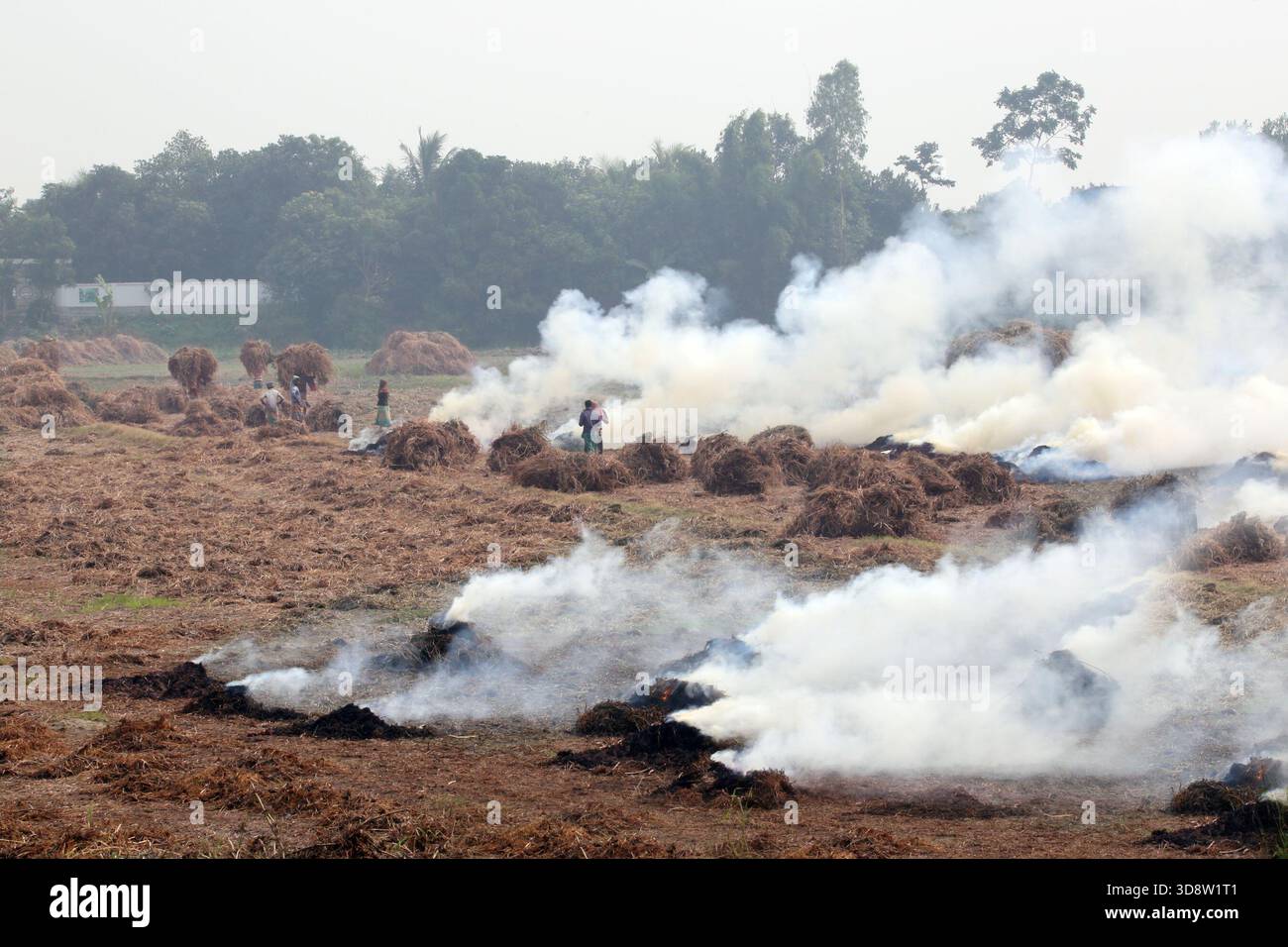 Dhaka, Munshigong, Bangladesh. 2nd Dec, 2025. 2 december 2025 Bangladesh:As winter approaches, farmers across the country have become busy preparing their fields for potato cultivation. They are carefully tilling the soil, burning the leftover straw and mixing the resulting ash into the land''”an age-old method of creating natural fertilizer.In many fields, potato planting has already begun. Farmers are hopeful that by next March the fields will be filled with the golden harvest of fresh potatoes.Last year, in 2024, farmers cultivated potatoes on 35,779 hectares of land. This year, in 2 Stock Photo