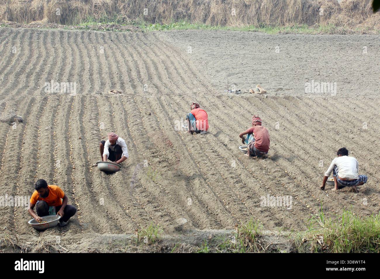 Dhaka, Munshigong, Bangladesh. 2nd Dec, 2025. 2 december 2025 Bangladesh:As winter approaches, farmers across the country have become busy preparing their fields for potato cultivation. They are carefully tilling the soil, burning the leftover straw and mixing the resulting ash into the land''”an age-old method of creating natural fertilizer.In many fields, potato planting has already begun. Farmers are hopeful that by next March the fields will be filled with the golden harvest of fresh potatoes.Last year, in 2024, farmers cultivated potatoes on 35,779 hectares of land. This year, in 2 Stock Photo
