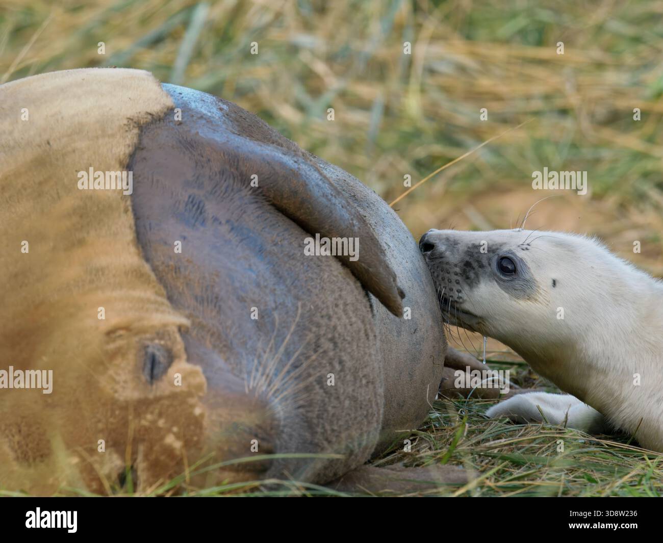 Grey Seal (Halichoerus grypus) pup suckling among the sand dunes and marram grass. Stock Photo