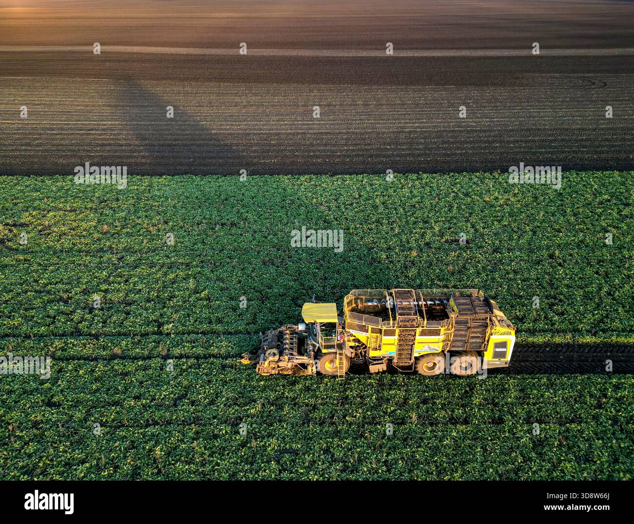 01 December 2025, Saxony-Anhalt, Lützen: A beet harvester harvests sugar beet from a field in southern Saxony-Anhalt. The 2025 beet campaign has been running since September and will continue until January 2026. Ländliche Handels- und Transportgenossenschaft Lützen eG harvests here for the Südzucker sugar factory in neighboring Zeitz. (Aerial view with drone) Photo: Jan Woitas/dpa Stock Photo