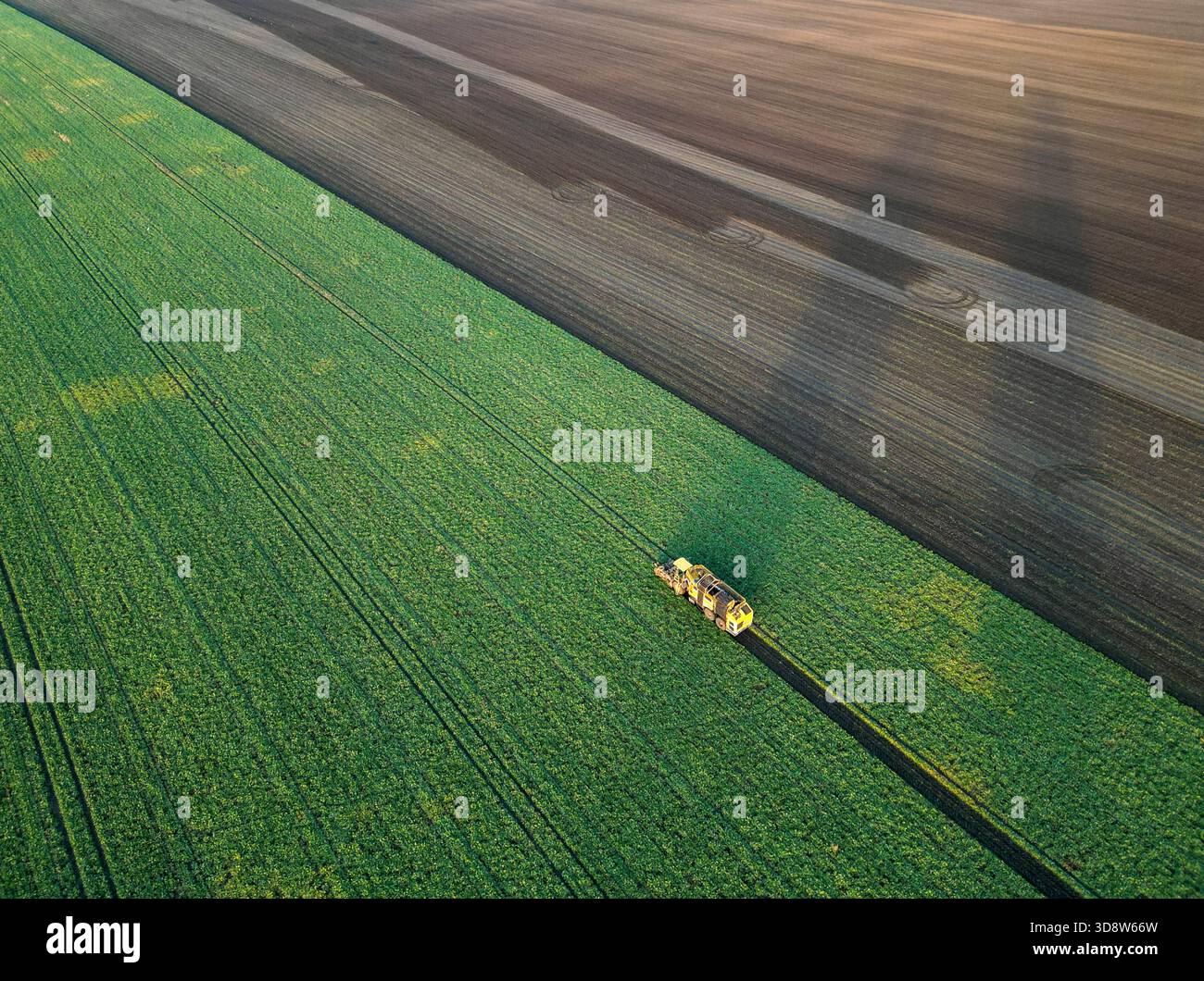 01 December 2025, Saxony-Anhalt, Lützen: A beet harvester harvests sugar beet from a field in southern Saxony-Anhalt. The 2025 beet campaign has been running since September and will continue until January 2026. Ländliche Handels- und Transportgenossenschaft Lützen eG harvests here for the Südzucker sugar factory in neighboring Zeitz. (Aerial view with drone) Photo: Jan Woitas/dpa Stock Photo