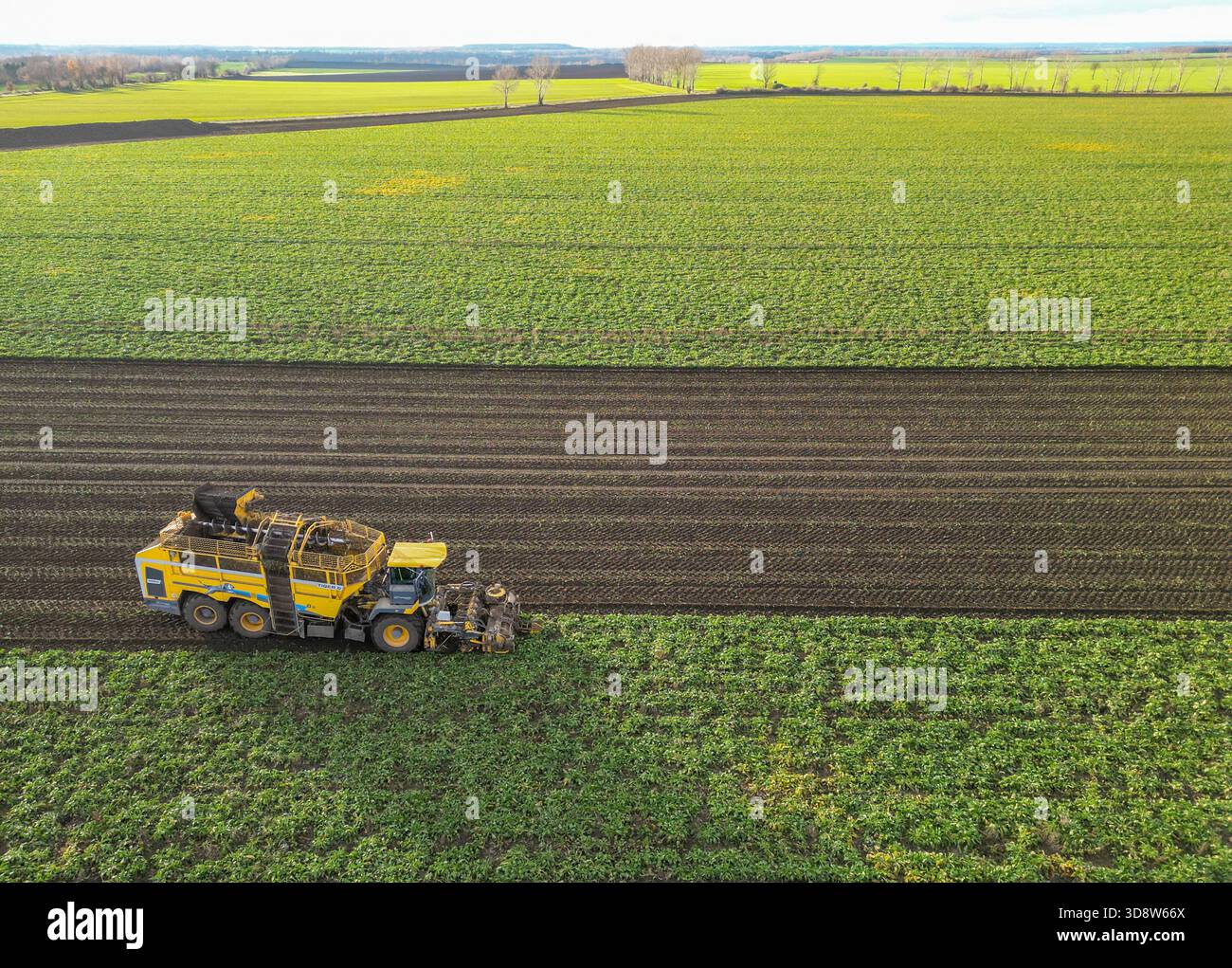 01 December 2025, Saxony-Anhalt, Lützen: A beet harvester harvests sugar beet from a field in southern Saxony-Anhalt. The 2025 beet campaign has been running since September and will continue until January 2026. Ländliche Handels- und Transportgenossenschaft Lützen eG harvests here for the Südzucker sugar factory in neighboring Zeitz. (Aerial view with drone) Photo: Jan Woitas/dpa Stock Photo