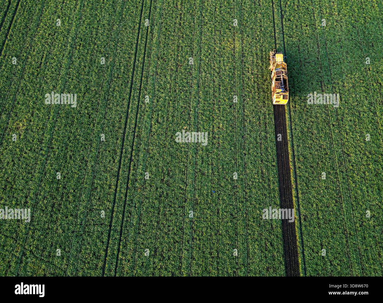 01 December 2025, Saxony-Anhalt, Lützen: A beet harvester harvests sugar beet from a field in southern Saxony-Anhalt. The 2025 beet campaign has been running since September and will continue until January 2026. Ländliche Handels- und Transportgenossenschaft Lützen eG harvests here for the Südzucker sugar factory in neighboring Zeitz. (Aerial view with drone) Photo: Jan Woitas/dpa Stock Photo