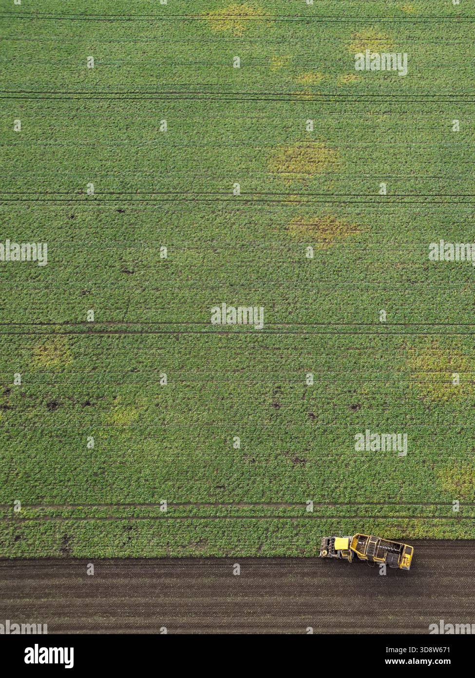 01 December 2025, Saxony-Anhalt, Lützen: A beet harvester harvests sugar beet from a field in southern Saxony-Anhalt. The 2025 beet campaign has been running since September and will continue until January 2026. Ländliche Handels- und Transportgenossenschaft Lützen eG harvests here for the Südzucker sugar factory in neighboring Zeitz. (Aerial view with drone) Photo: Jan Woitas/dpa Stock Photo