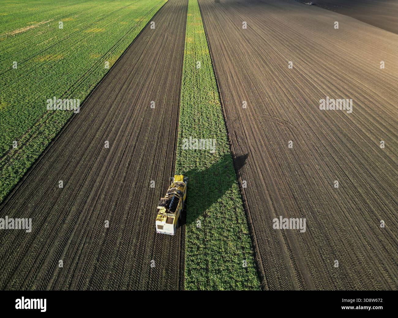 01 December 2025, Saxony-Anhalt, Lützen: A beet harvester harvests sugar beet from a field in southern Saxony-Anhalt. The 2025 beet campaign has been running since September and will continue until January 2026. Ländliche Handels- und Transportgenossenschaft Lützen eG harvests here for the Südzucker sugar factory in neighboring Zeitz. (Aerial view with drone) Photo: Jan Woitas/dpa Stock Photo