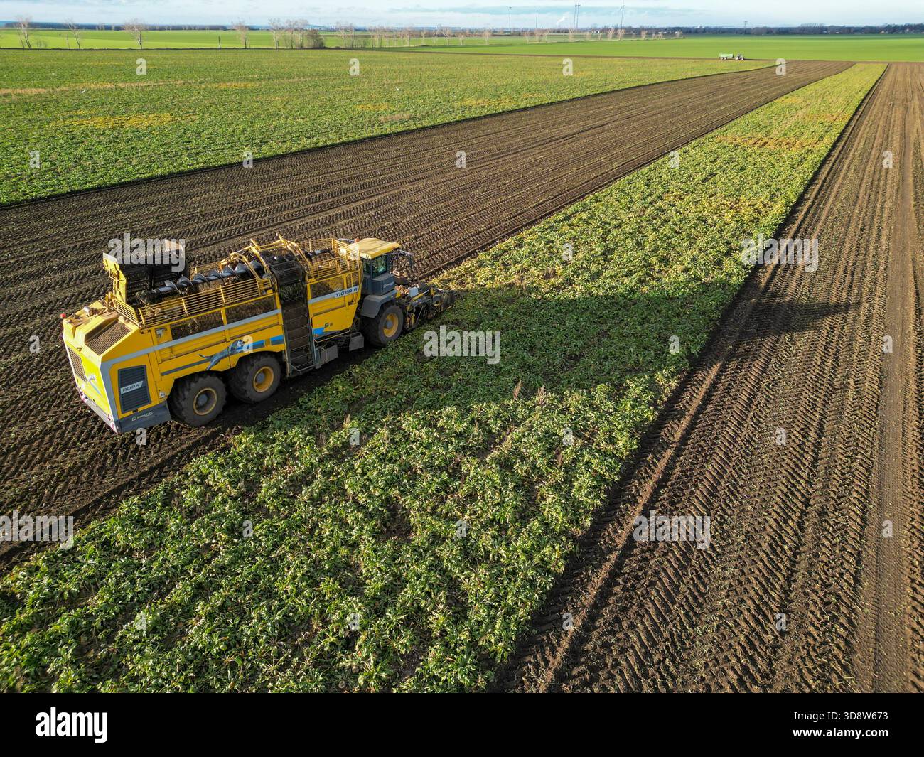 01 December 2025, Saxony-Anhalt, Lützen: A beet harvester harvests sugar beet from a field in southern Saxony-Anhalt. The 2025 beet campaign has been running since September and will continue until January 2026. Ländliche Handels- und Transportgenossenschaft Lützen eG harvests here for the Südzucker sugar factory in neighboring Zeitz. (Aerial view with drone) Photo: Jan Woitas/dpa Stock Photo