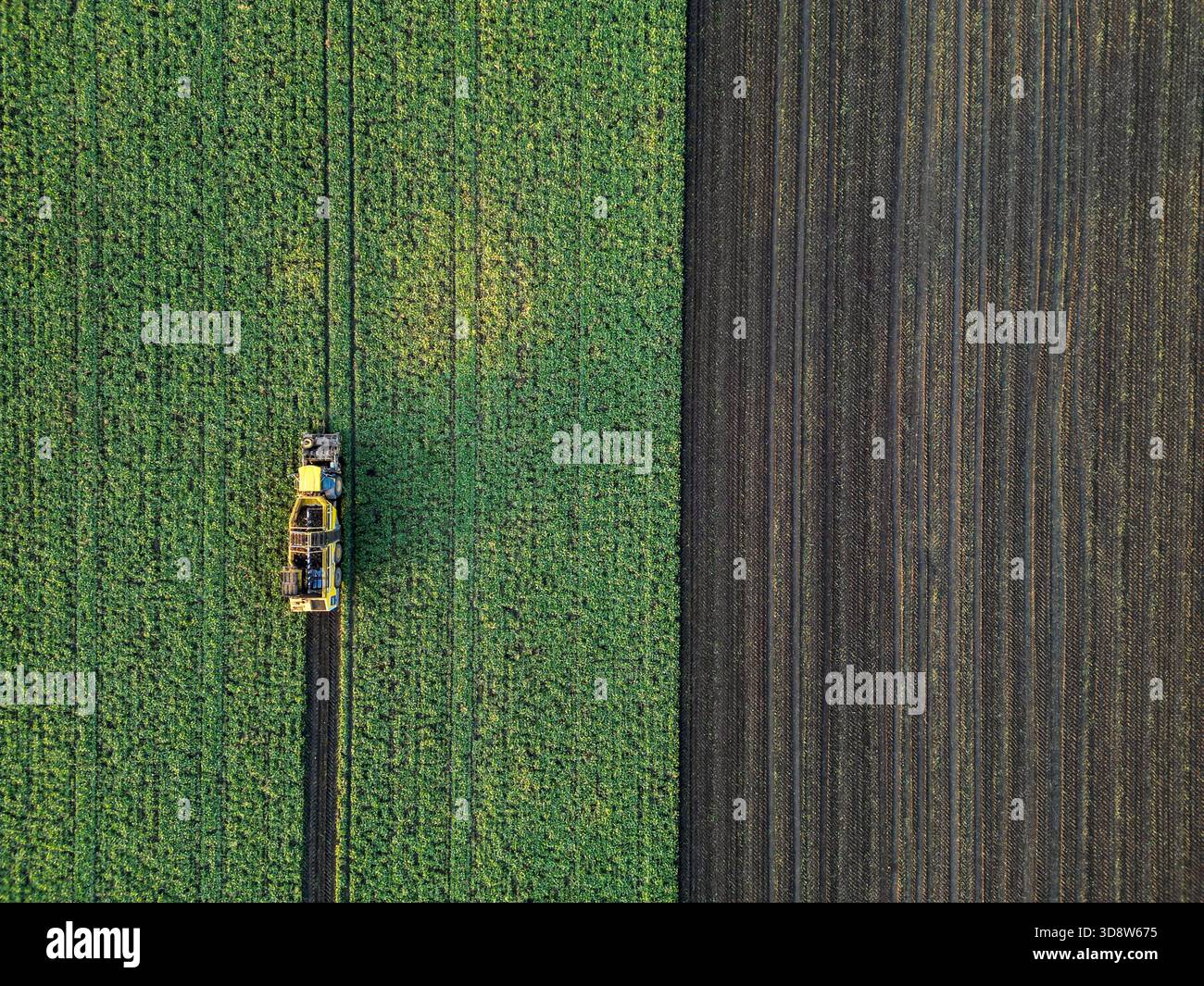 01 December 2025, Saxony-Anhalt, Lützen: A beet harvester harvests sugar beet from a field in southern Saxony-Anhalt. The 2025 beet campaign has been running since September and will continue until January 2026. Ländliche Handels- und Transportgenossenschaft Lützen eG harvests here for the Südzucker sugar factory in neighboring Zeitz. (Aerial view with drone) Photo: Jan Woitas/dpa Stock Photo