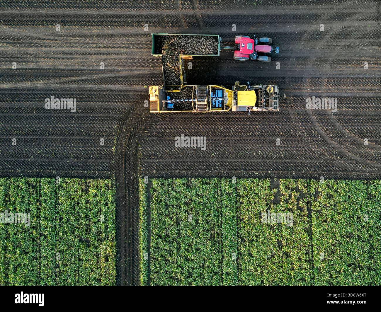01 December 2025, Saxony-Anhalt, Lützen: A beet harvester harvests sugar beet from a field in southern Saxony-Anhalt. The 2025 beet campaign has been running since September and will continue until January 2026. Ländliche Handels- und Transportgenossenschaft Lützen eG harvests here for the Südzucker sugar factory in neighboring Zeitz. (Aerial view with drone) Photo: Jan Woitas/dpa Stock Photo