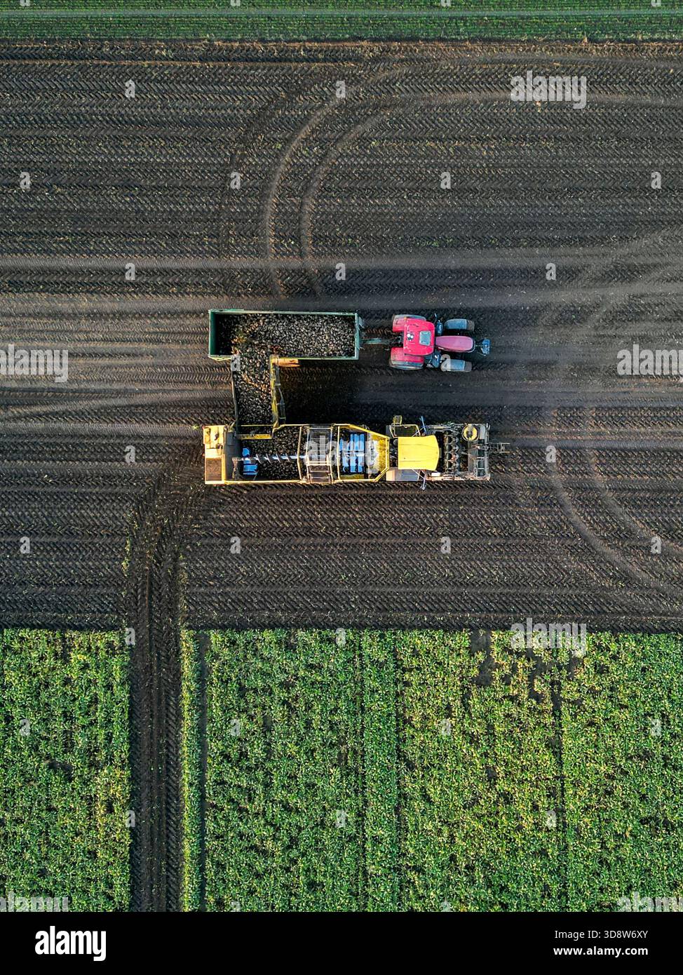 01 December 2025, Saxony-Anhalt, Lützen: A beet harvester harvests sugar beet from a field in southern Saxony-Anhalt. The 2025 beet campaign has been running since September and will continue until January 2026. Ländliche Handels- und Transportgenossenschaft Lützen eG harvests here for the Südzucker sugar factory in neighboring Zeitz. (Aerial view with drone) Photo: Jan Woitas/dpa Stock Photo