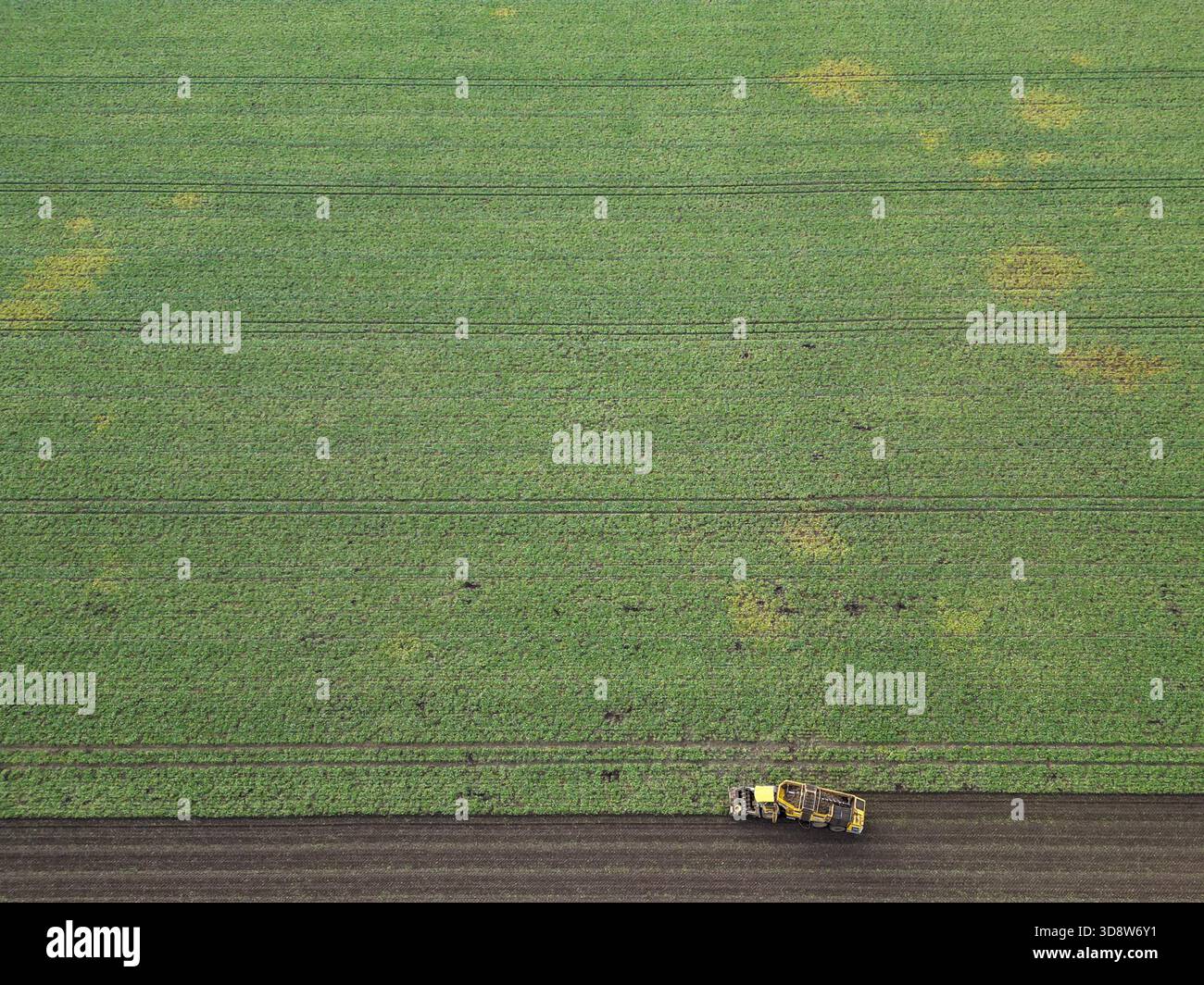 01 December 2025, Saxony-Anhalt, Lützen: A beet harvester harvests sugar beet from a field in southern Saxony-Anhalt. The 2025 beet campaign has been running since September and will continue until January 2026. Ländliche Handels- und Transportgenossenschaft Lützen eG harvests here for the Südzucker sugar factory in neighboring Zeitz. (Aerial view with drone) Photo: Jan Woitas/dpa Stock Photo
