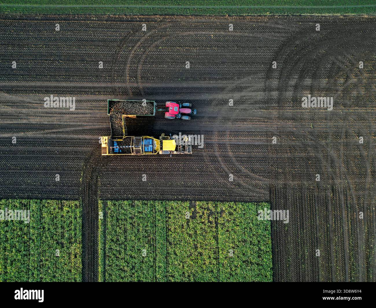 01 December 2025, Saxony-Anhalt, Lützen: A beet harvester harvests sugar beet from a field in southern Saxony-Anhalt. The 2025 beet campaign has been running since September and will continue until January 2026. Ländliche Handels- und Transportgenossenschaft Lützen eG harvests here for the Südzucker sugar factory in neighboring Zeitz. (Aerial view with drone) Photo: Jan Woitas/dpa Stock Photo