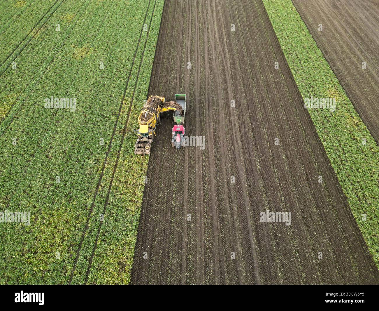 01 December 2025, Saxony-Anhalt, Lützen: A beet harvester harvests sugar beet from a field in southern Saxony-Anhalt. The 2025 beet campaign has been running since September and will continue until January 2026. Ländliche Handels- und Transportgenossenschaft Lützen eG harvests here for the Südzucker sugar factory in neighboring Zeitz. (Aerial view with drone) Photo: Jan Woitas/dpa Stock Photo