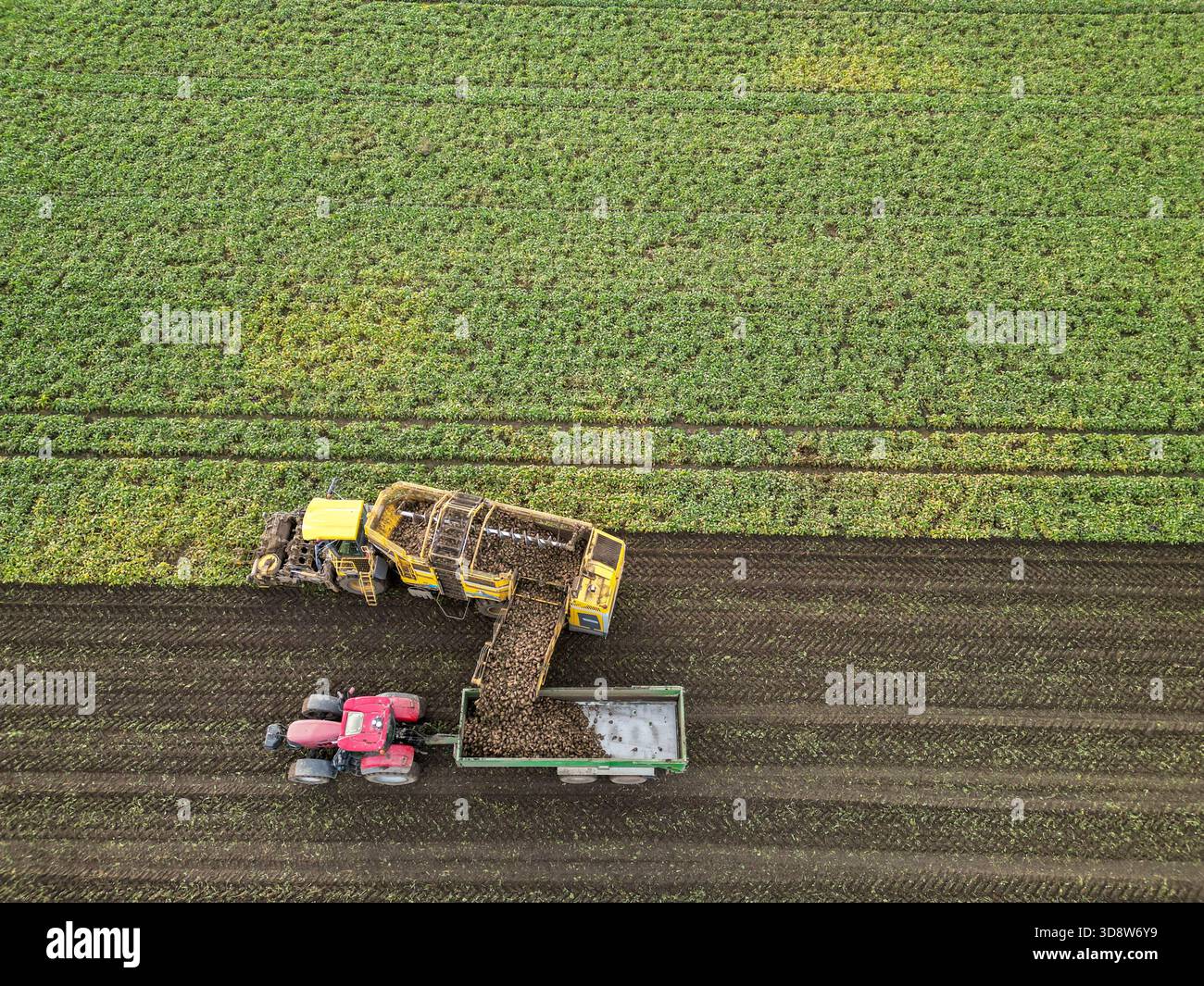 01 December 2025, Saxony-Anhalt, Lützen: A beet harvester harvests sugar beet from a field in southern Saxony-Anhalt. The 2025 beet campaign has been running since September and will continue until January 2026. Ländliche Handels- und Transportgenossenschaft Lützen eG harvests here for the Südzucker sugar factory in neighboring Zeitz. (Aerial view with drone) Photo: Jan Woitas/dpa Stock Photo