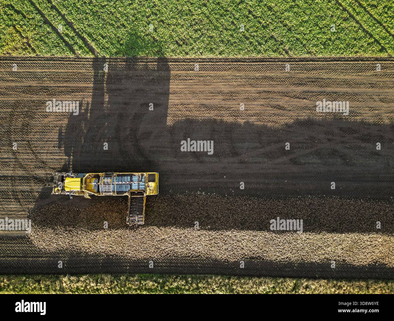 01 December 2025, Saxony-Anhalt, Lützen: A beet harvester loads sugar beet onto a windrow in a field in southern Saxony-Anhalt. The 2025 beet campaign has been running since September and will continue until January 2026. Ländliche Handels- und Transportgenossenschaft Lützen eG harvests here for the Südzucker sugar factory in neighboring Zeitz. (Aerial view with drone) Photo: Jan Woitas/dpa Stock Photo