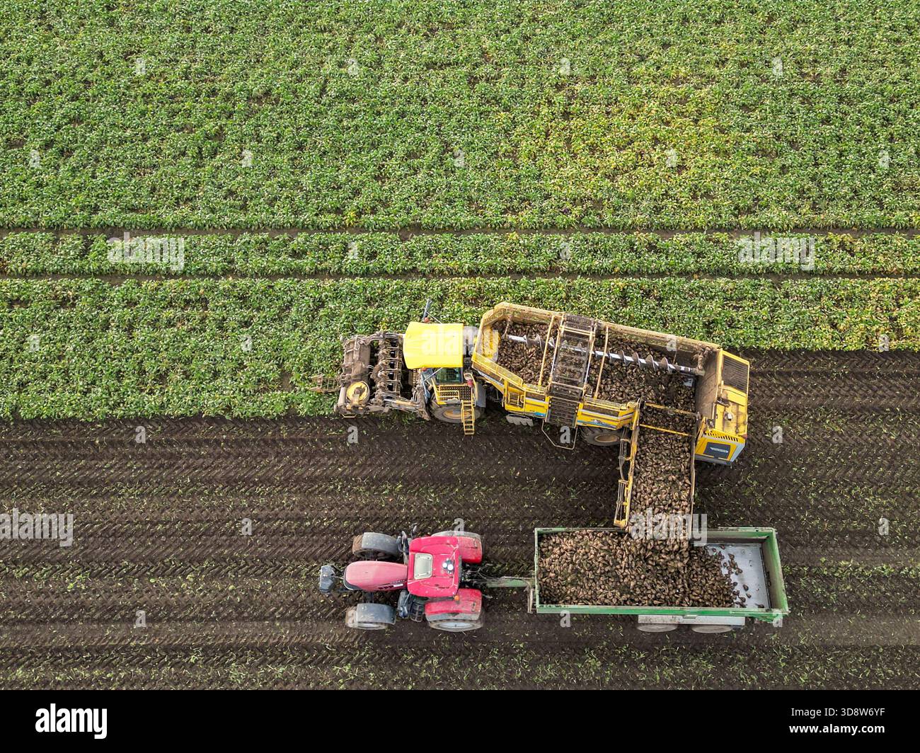 01 December 2025, Saxony-Anhalt, Lützen: A beet harvester harvests sugar beet from a field in southern Saxony-Anhalt. The 2025 beet campaign has been running since September and will continue until January 2026. Ländliche Handels- und Transportgenossenschaft Lützen eG harvests here for the Südzucker sugar factory in neighboring Zeitz. (Aerial view with drone) Photo: Jan Woitas/dpa Stock Photo