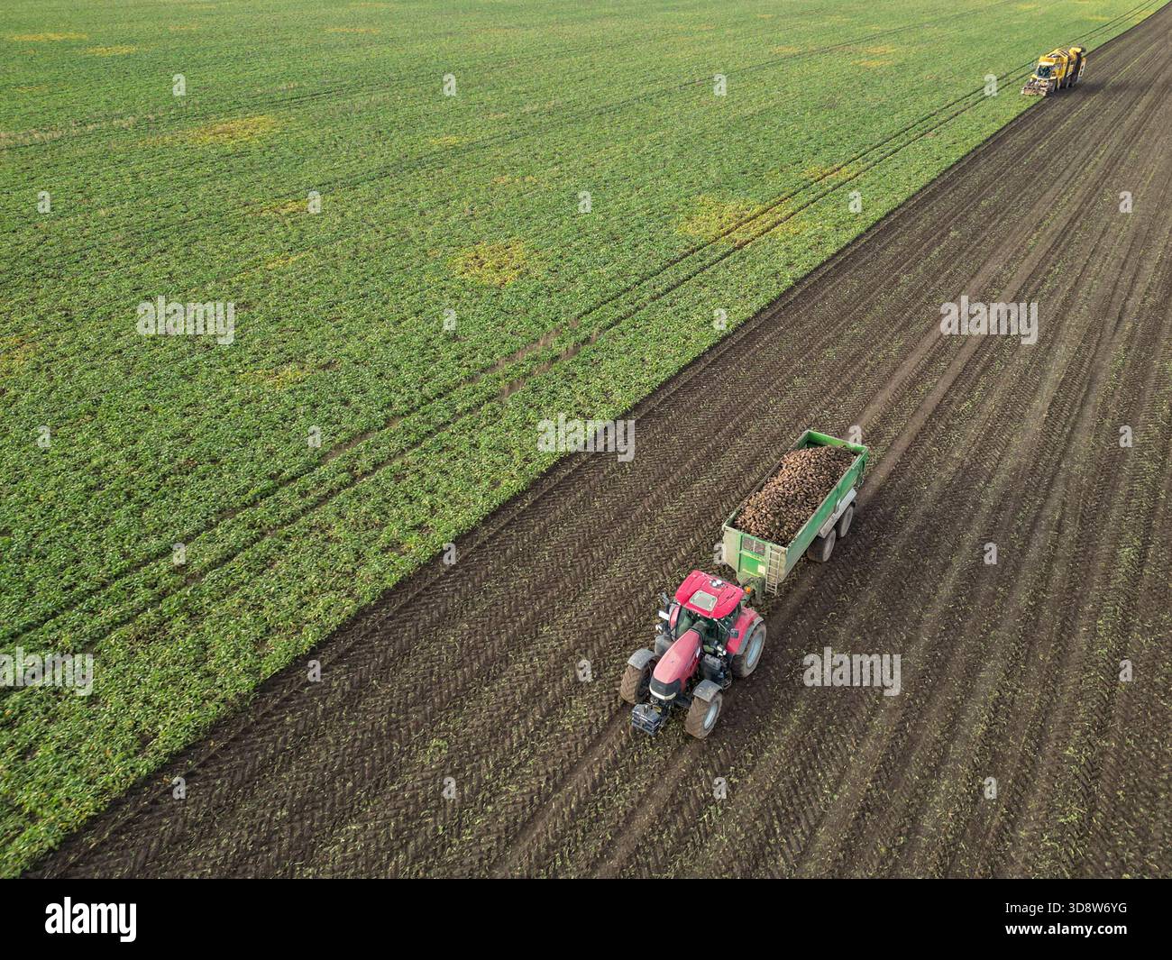 01 December 2025, Saxony-Anhalt, Lützen: A tractor with a trailer full of sugar beet drives across a field in southern Saxony-Anhalt, while a beet harvester harvests sugar beet in the background. The 2025 beet campaign has been running since September and will continue until January 2026. Ländliche Handels- und Transportgenossenschaft Lützen eG is harvesting here for the Südzucker sugar factory in neighboring Zeitz. (Aerial view with drone) Photo: Jan Woitas/dpa Stock Photo