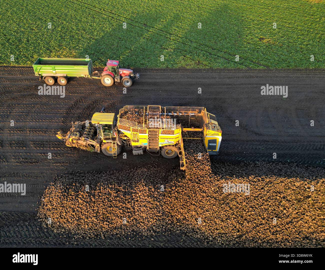 01 December 2025, Saxony-Anhalt, Lützen: A beet harvester loads sugar beet onto a windrow in a field in southern Saxony-Anhalt. The 2025 beet campaign has been running since September and will continue until January 2026. Ländliche Handels- und Transportgenossenschaft Lützen eG harvests here for the Südzucker sugar factory in neighboring Zeitz. (Aerial view with drone) Photo: Jan Woitas/dpa Stock Photo