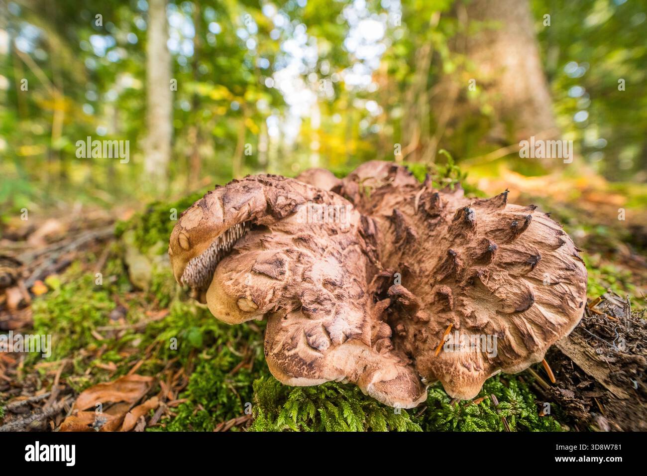 Scaly Hedgehog Mushroom (Sarcodon imbricatus) Edible Tooth Fungus Stock Photo