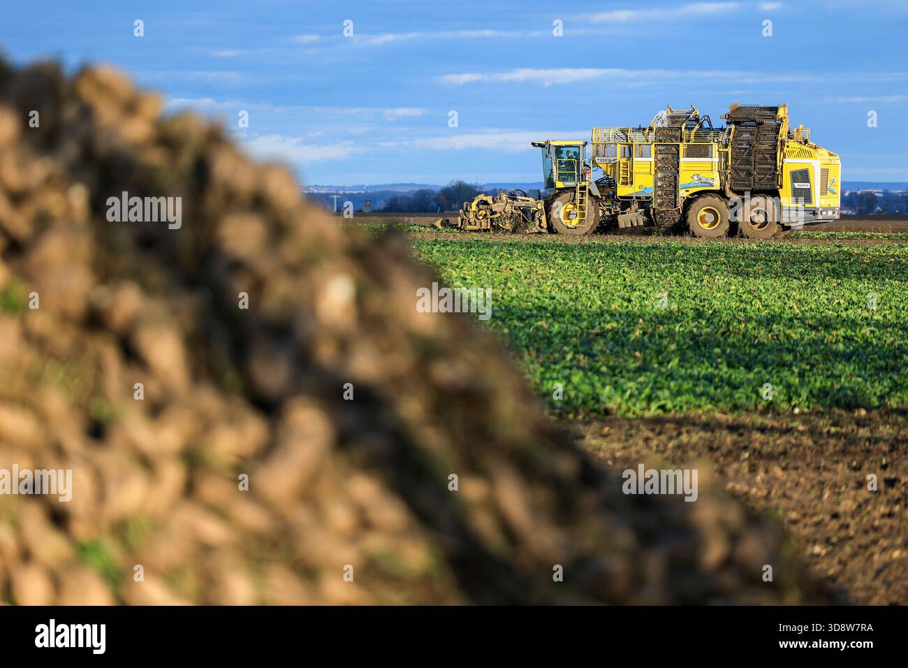 01 December 2025, Saxony-Anhalt, Lützen: A beet harvester harvests sugar beet from a field in southern Saxony-Anhalt. The 2025 beet campaign has been running since September and will continue until January 2026. Ländliche Handels- und Transportgenossenschaft Lützen eG harvests here for the Südzucker sugar factory in neighboring Zeitz. Photo: Jan Woitas/dpa Stock Photo