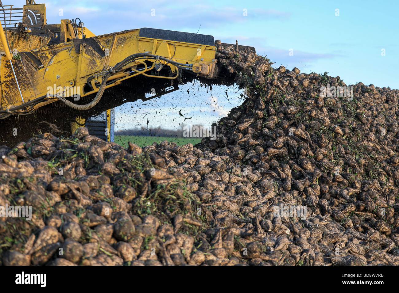 01 December 2025, Saxony-Anhalt, Lützen: A sugar beet harvester loads sugar beet onto a windrow in a field in southern Saxony-Anhalt. The 2025 beet campaign has been running since September and will continue until January 2026. Ländliche Handels- und Transportgenossenschaft Lützen eG harvests here for the Südzucker sugar factory in neighboring Zeitz. Photo: Jan Woitas/dpa Stock Photo