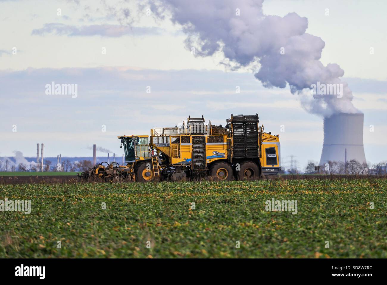 01 December 2025, Saxony-Anhalt, Lützen: A beet harvester harvests sugar beet from a field in southern Saxony-Anhalt, with the Lippendorf power plant in the background. The 2025 beet campaign has been running since September and will continue until January 2026. Ländliche Handels- und Transportgenossenschaft Lützen eG harvests here for the Südzucker sugar factory in neighboring Zeitz. Photo: Jan Woitas/dpa Stock Photo