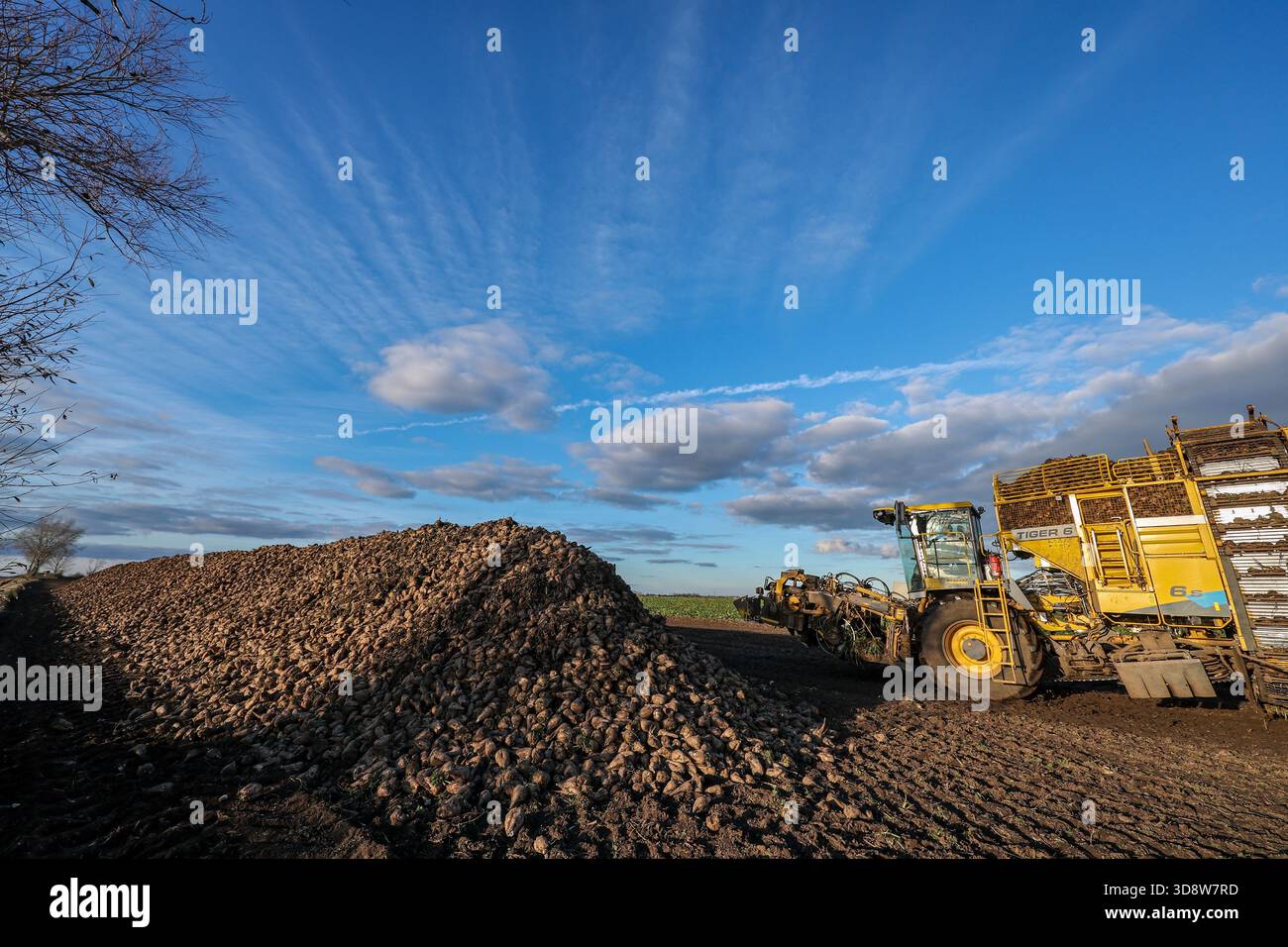 01 December 2025, Saxony-Anhalt, Lützen: A sugar beet harvester loads sugar beet onto a windrow in a field in southern Saxony-Anhalt. The 2025 beet campaign has been running since September and will continue until January 2026. Ländliche Handels- und Transportgenossenschaft Lützen eG harvests here for the Südzucker sugar factory in neighboring Zeitz. Photo: Jan Woitas/dpa Stock Photo