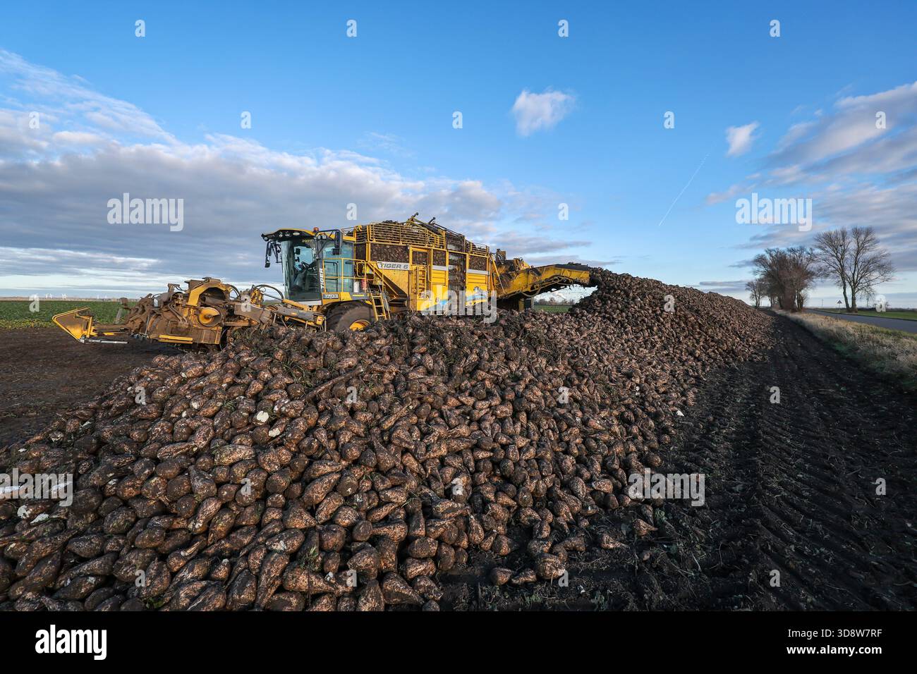 01 December 2025, Saxony-Anhalt, Lützen: A sugar beet harvester loads sugar beet onto a windrow in a field in southern Saxony-Anhalt. The 2025 beet campaign has been running since September and will continue until January 2026. Ländliche Handels- und Transportgenossenschaft Lützen eG harvests here for the Südzucker sugar factory in neighboring Zeitz. Photo: Jan Woitas/dpa Stock Photo