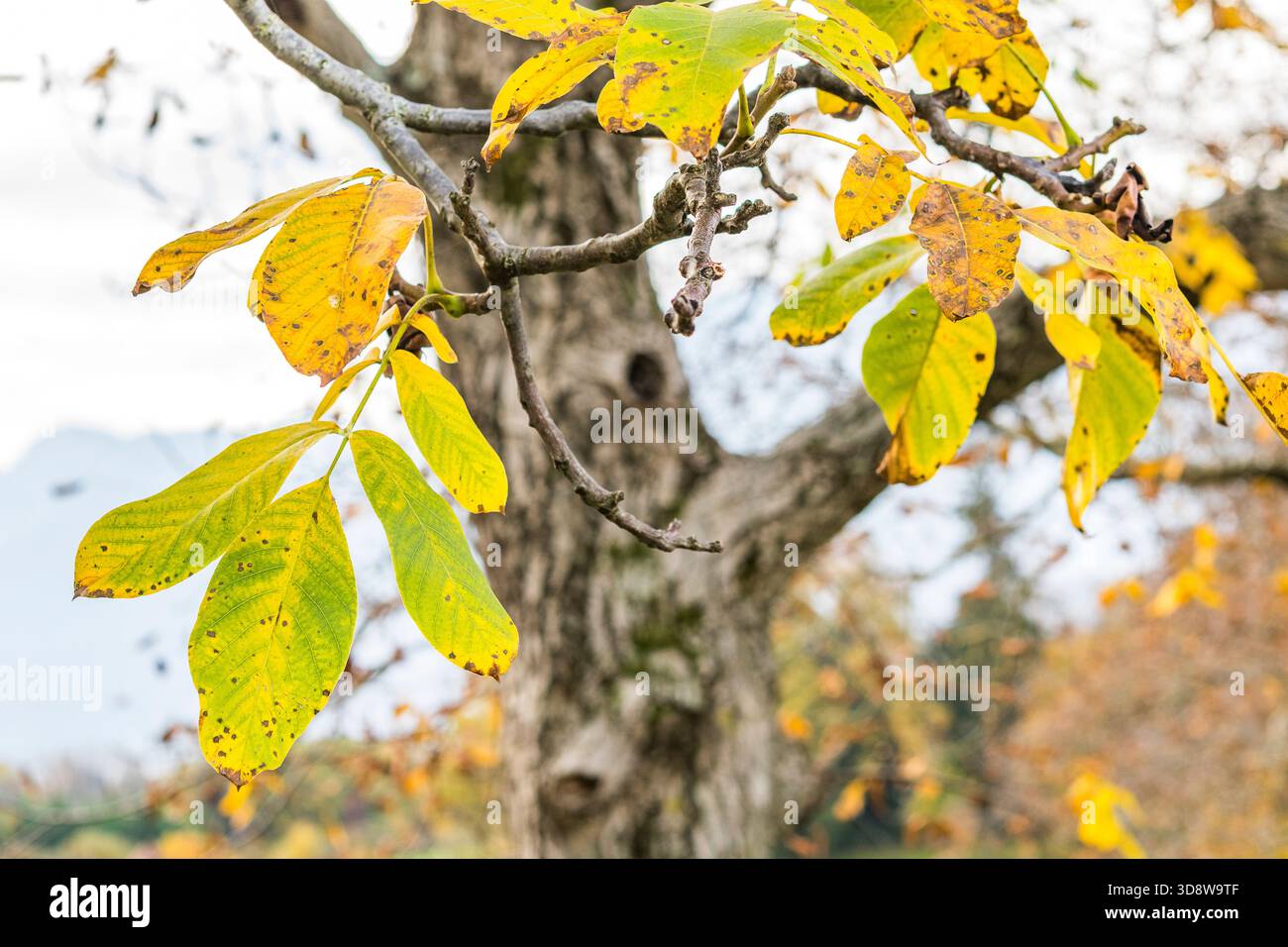 Common Walnut (Juglans regia) Autumn Leaf Yellowing Stock Photo