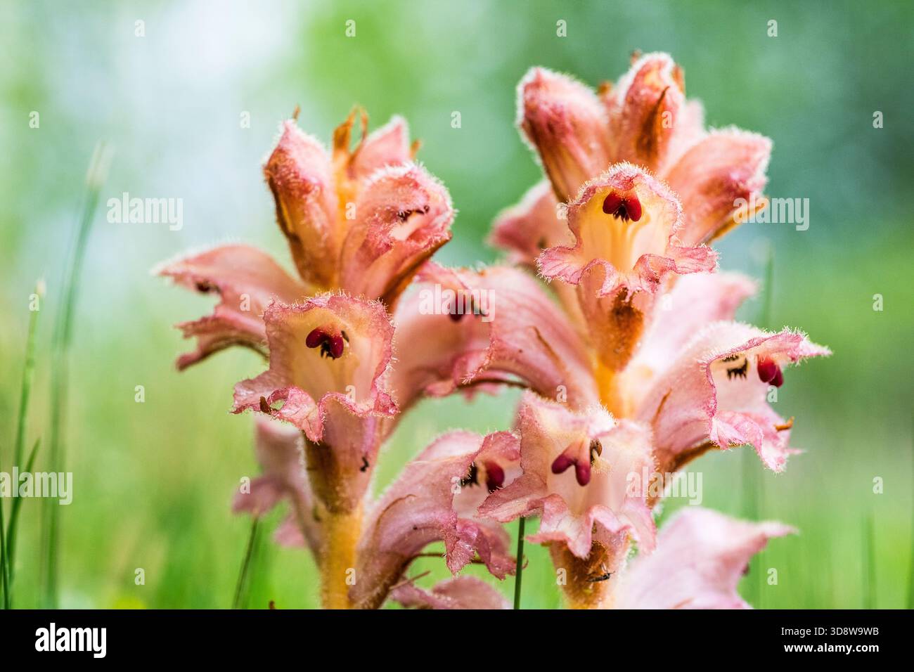 Chlorophyllous hi-res stock photography and images - Alamy
