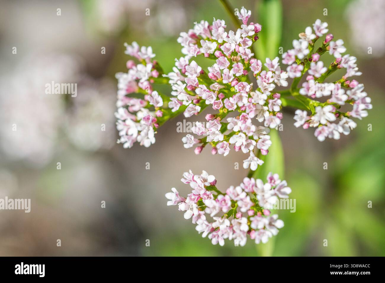 Marsh Valerian (Valeriana dioica) in Flower Stock Photo