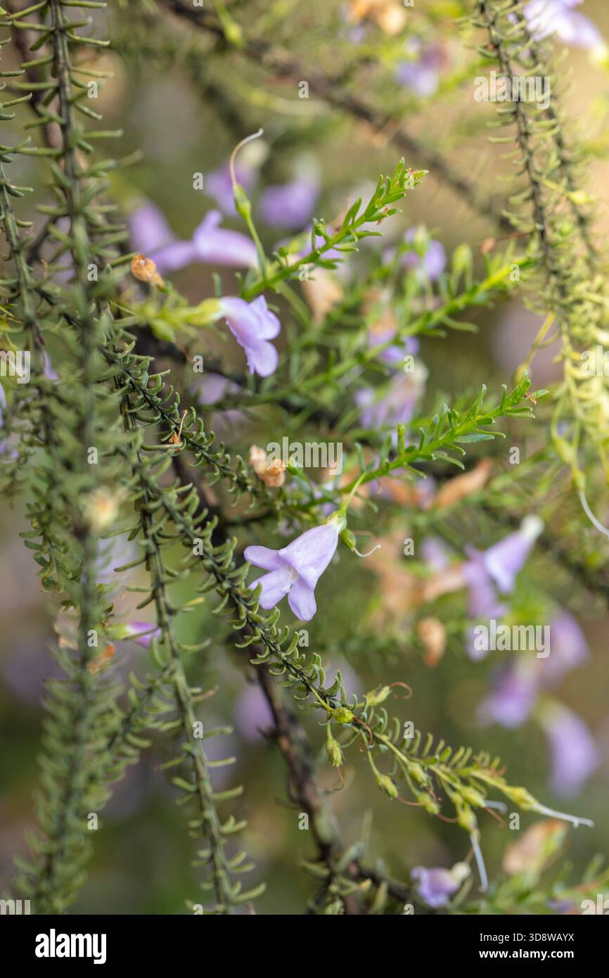 Open follicle with hi-res stock photography and images - Alamy