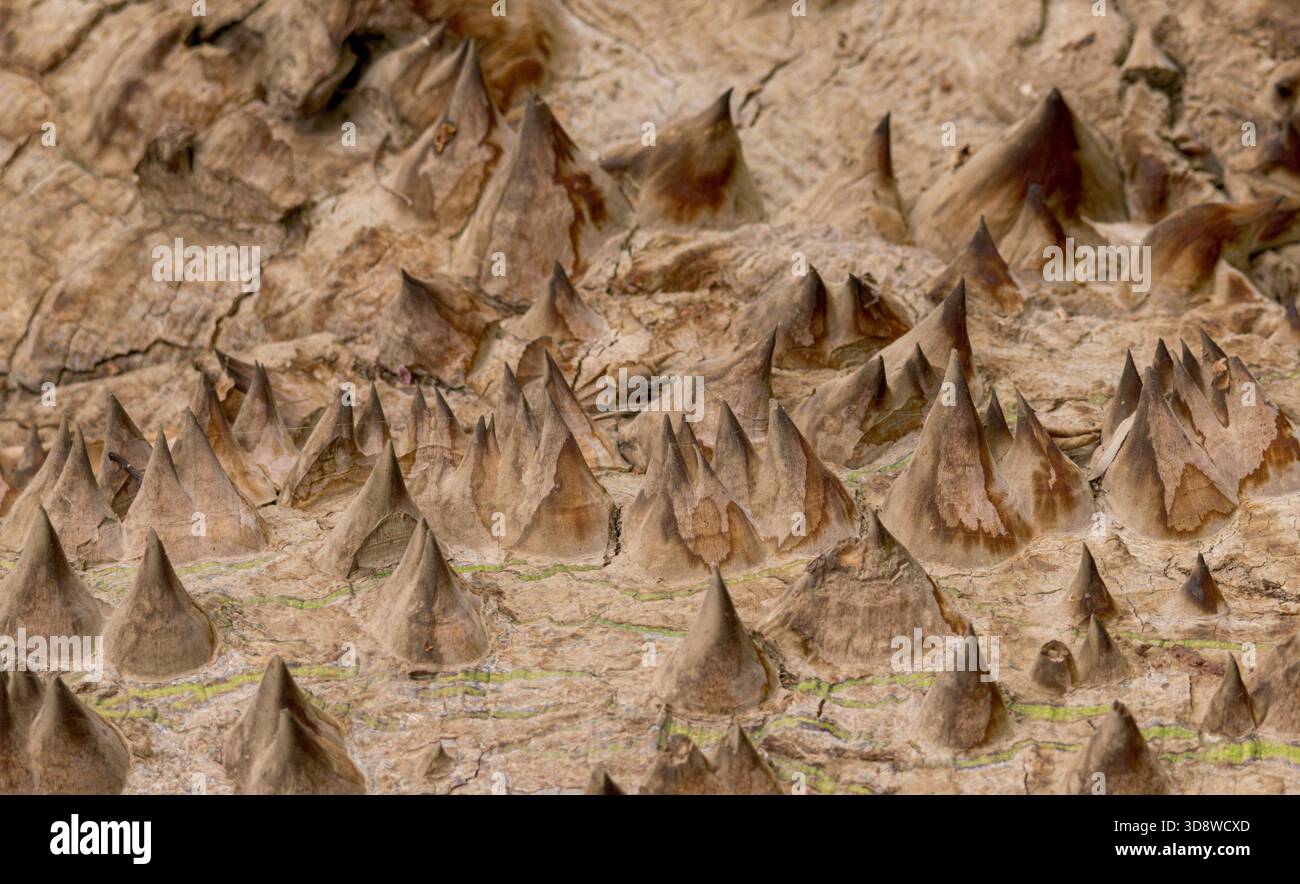 mountain-like thorns on trunk of Kapok tree (Ceiba pentandra), otherwise known as ceiba or fromager, Luxor, Egypt Stock Photo