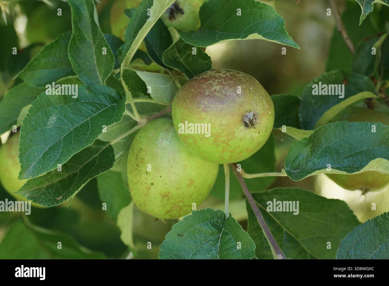 Malus 'Netted Russet' Stock Photo