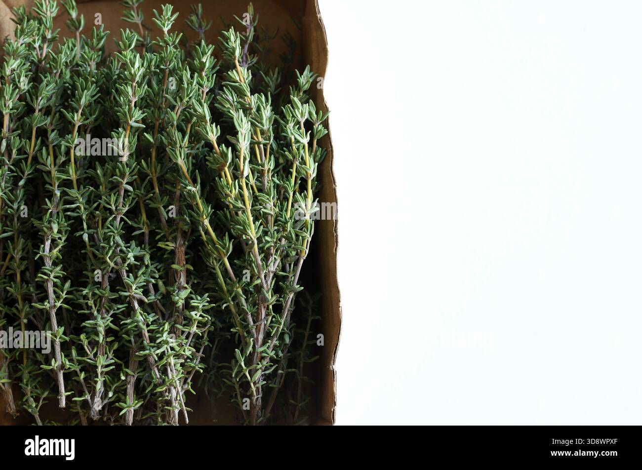 Bunch of fresh thyme (Thymus vulgaris) isolated on a white background. An aromatic plant used in cooking and with medicinal properties. Overhead view. Stock Photo
