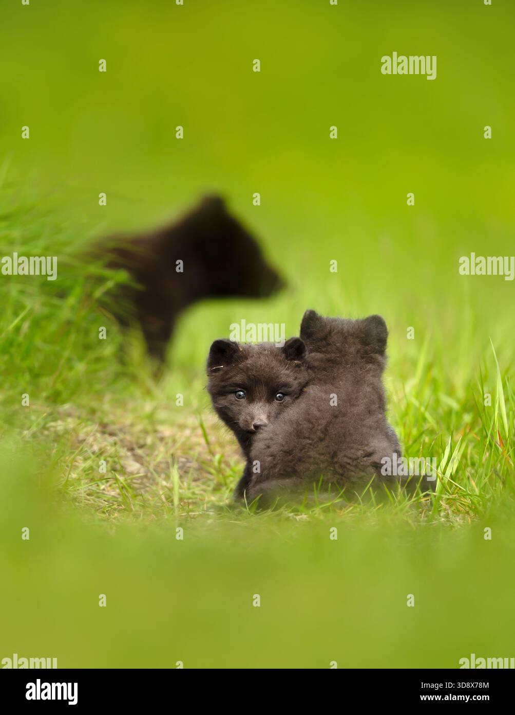 Two Arctic fox cubs, Vulpes lagopus cuddling, 2 months old