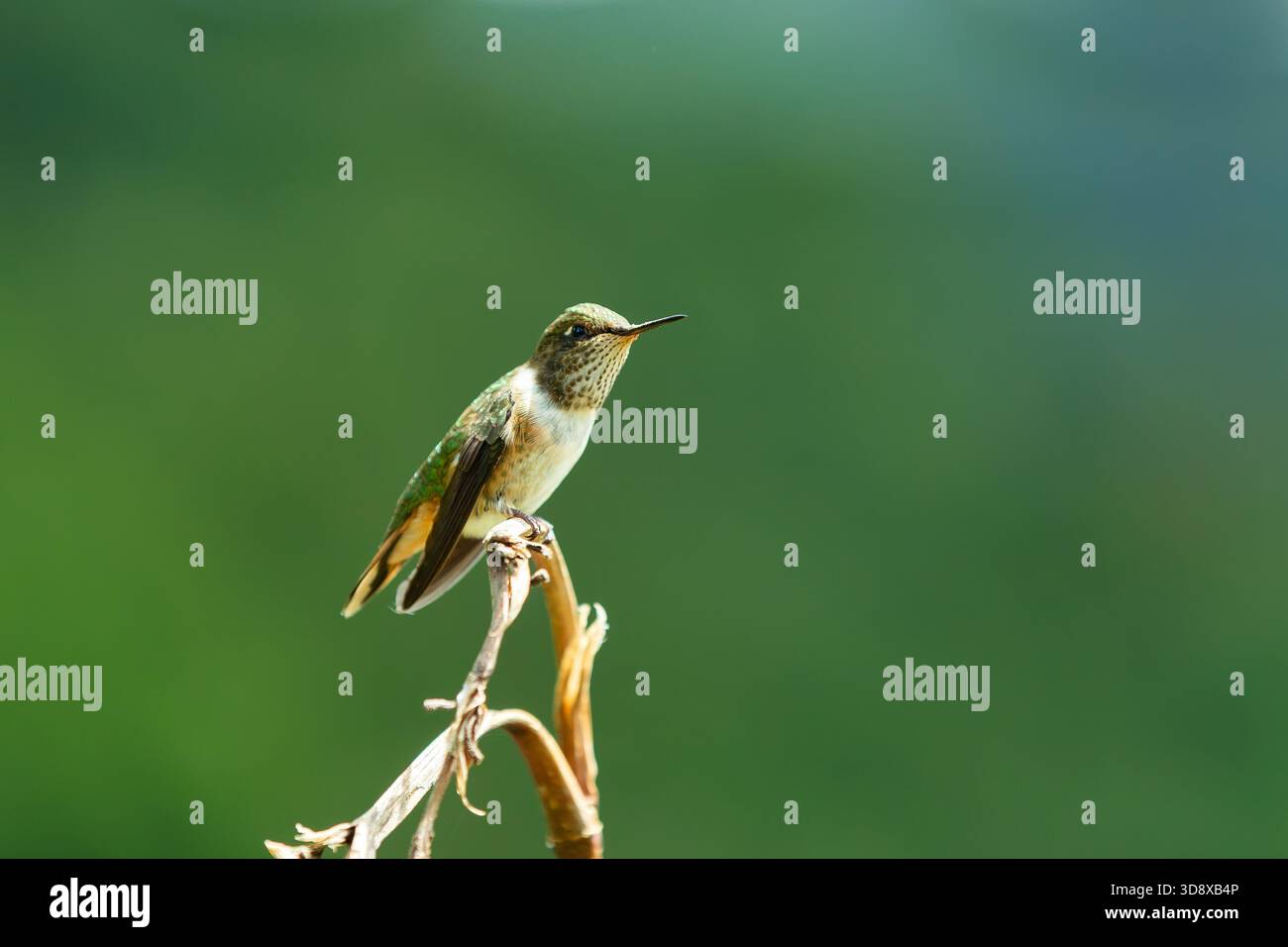 Volcano hummingbird (Selasphorus flammula), species of hummingbird in ...
