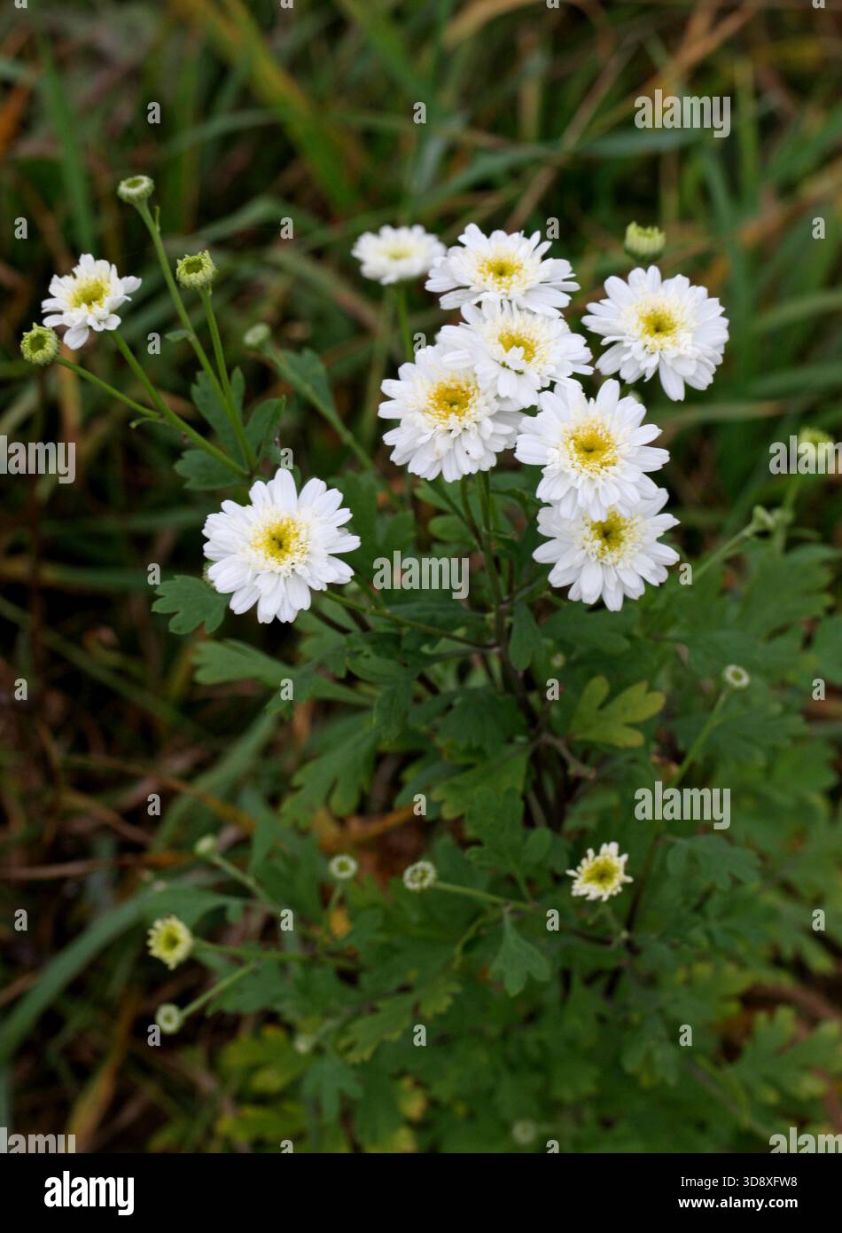 White wild flower hi-res stock photography and images - Alamy