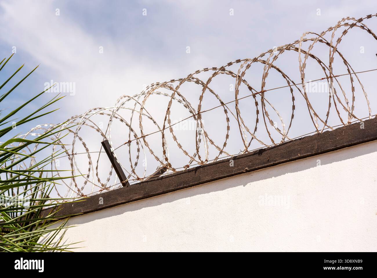 Lilongwe Malawi Africa. 11.11.2025.  Razor wire coiled on top of a wall surrounding a Malawian garden. - Stock Image