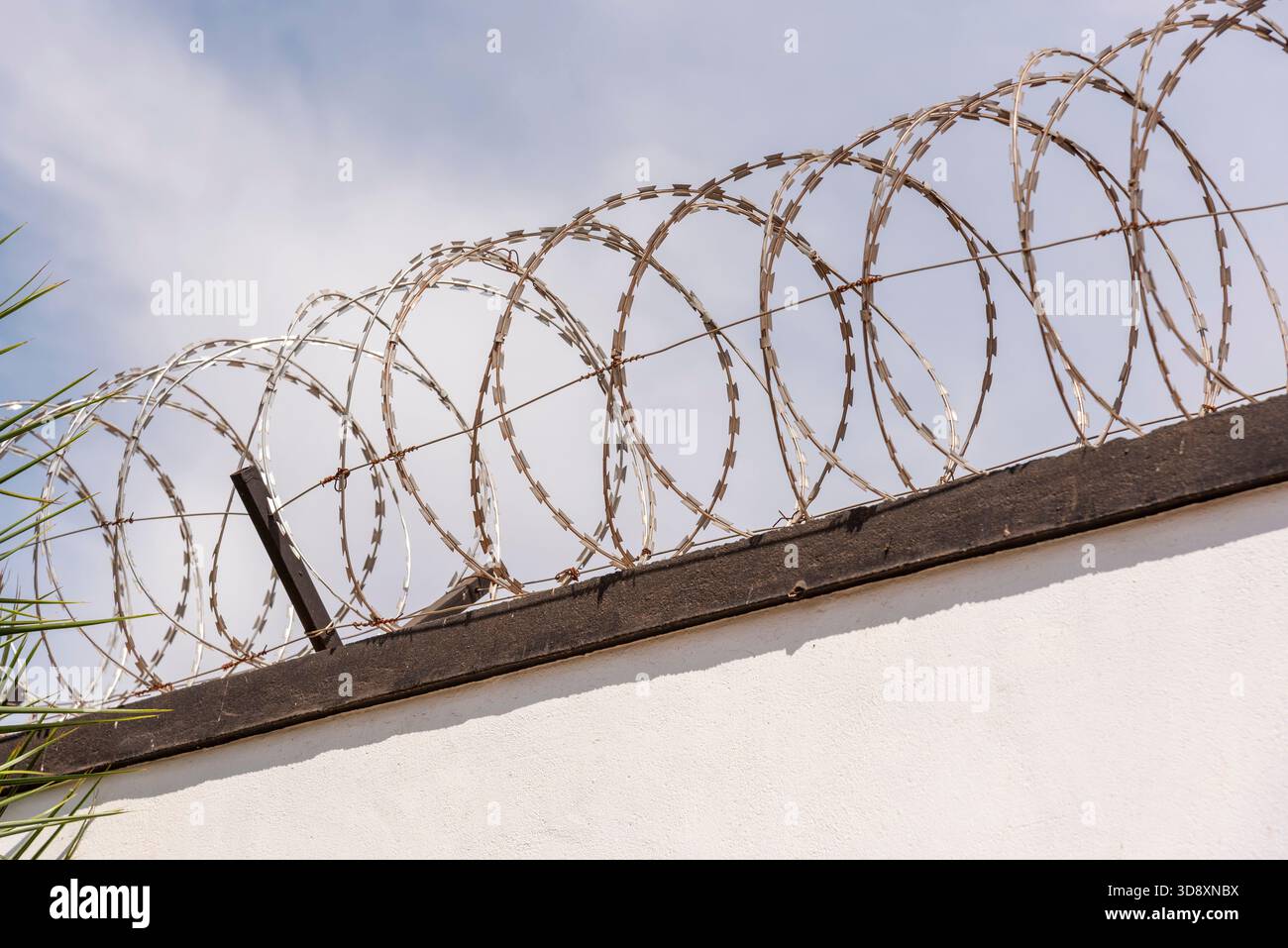 Lilongwe Malawi Africa. 11.11.2025.  Razor wire coiled on top of a wall surrounding a Malawian garden. - Stock Image