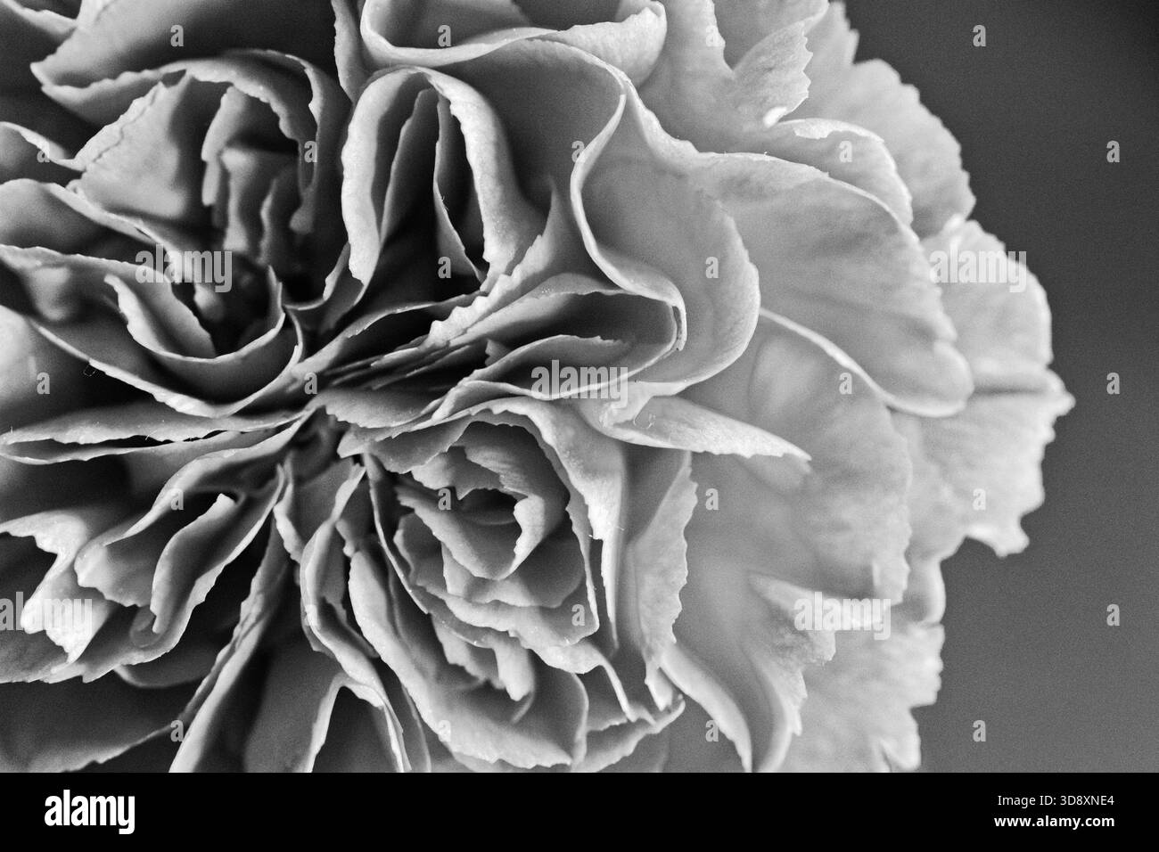 Carnation caryophyllus garden Black and White Stock Photos