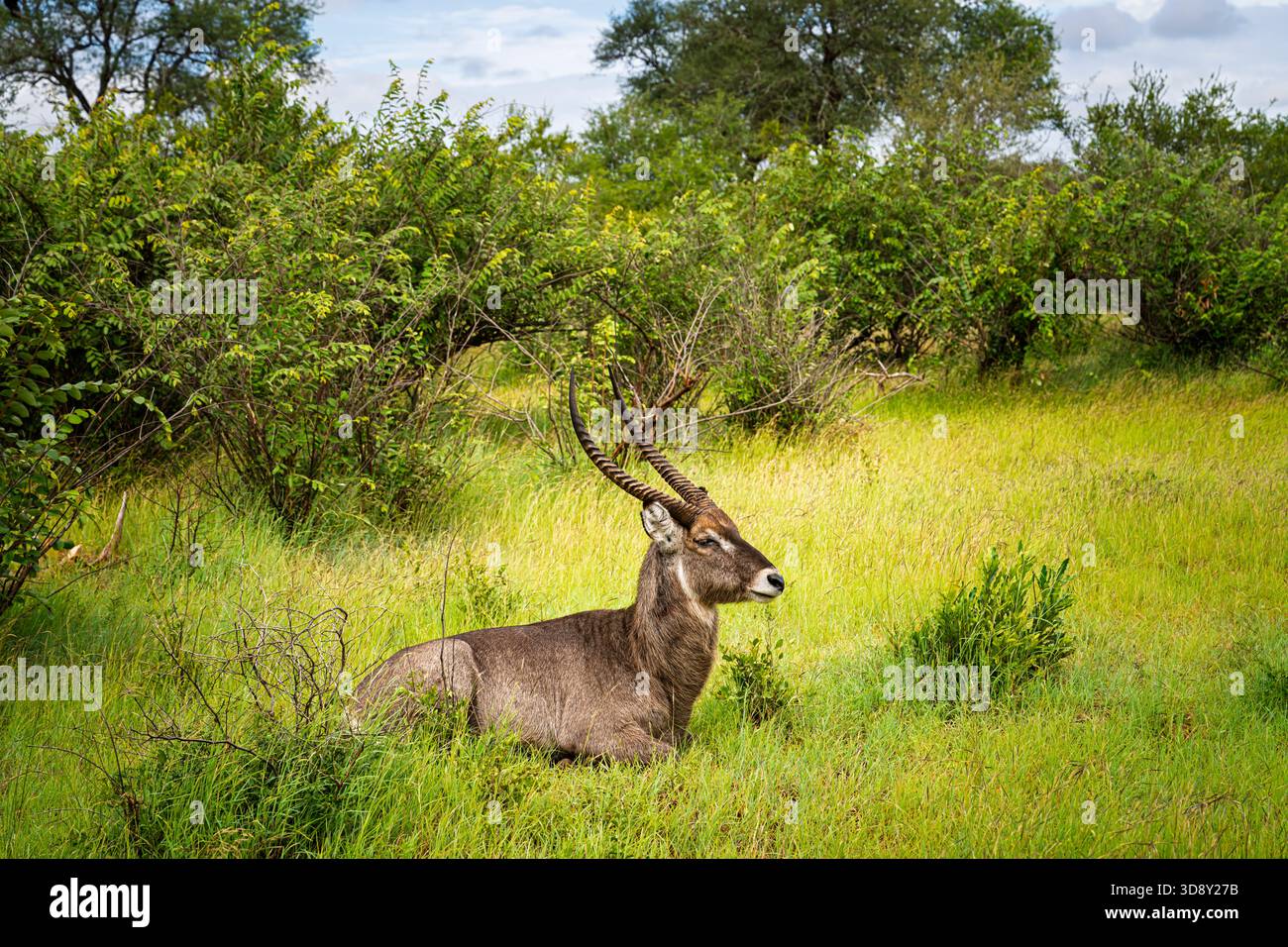 A waterbuck (Kobus ellipsiprymnus), Sabi Sand Game Reserve, private game reserve by Kruger National Park in the Lowveld of Mpumalanga, South Africa Stock Photo